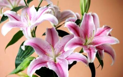 蛇年六月初六 长子住院