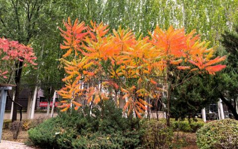 马年九月重阳节偶成