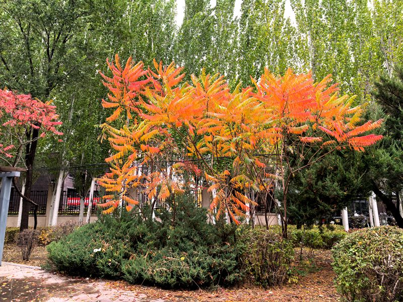 马年九月重阳节偶成